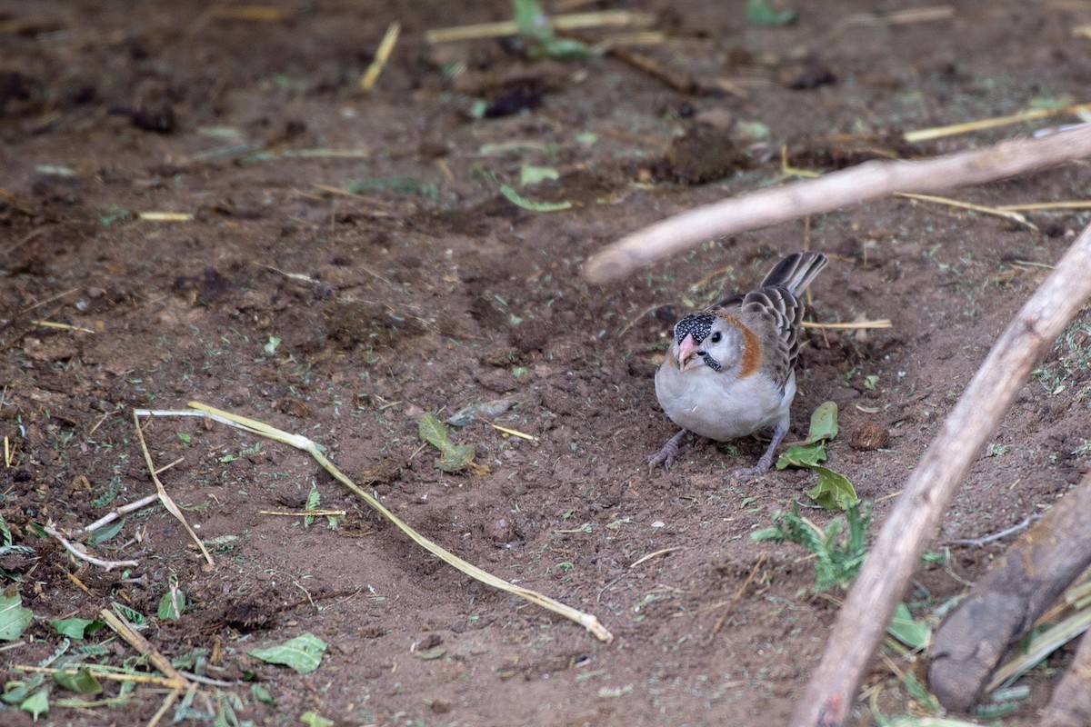 Speckle-fronted Weaver - ML113969181