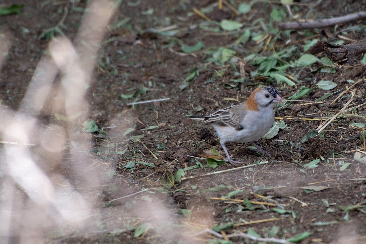 Speckle-fronted Weaver - ML113969211