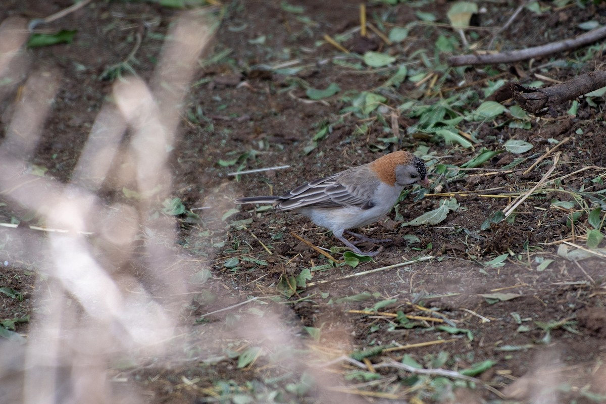 Speckle-fronted Weaver - ML113969221