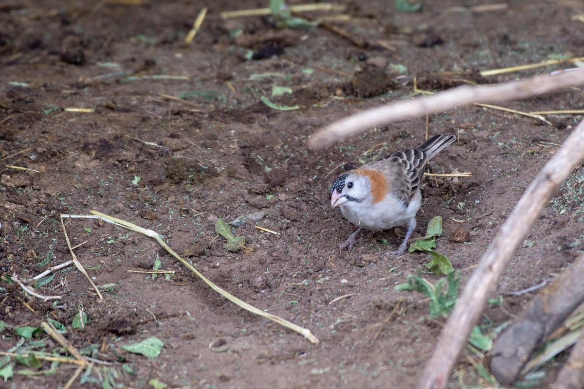 Speckle-fronted Weaver - Ana Paula Oxom