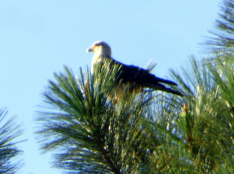 Yellow-headed Caracara - Bill Fox
