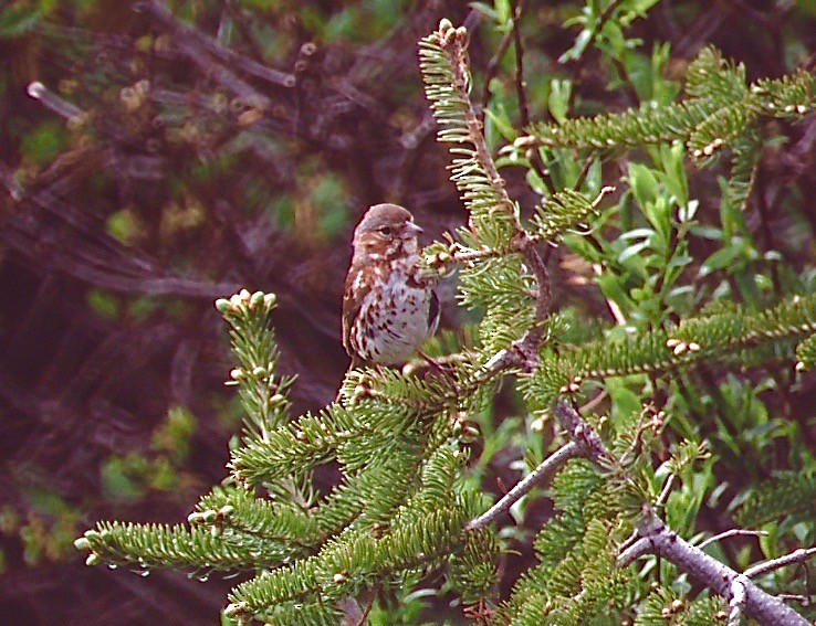 Fox Sparrow - ML113970091