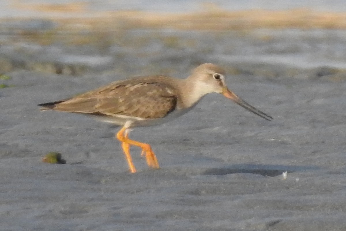 Terek Sandpiper - Pedro Moreira