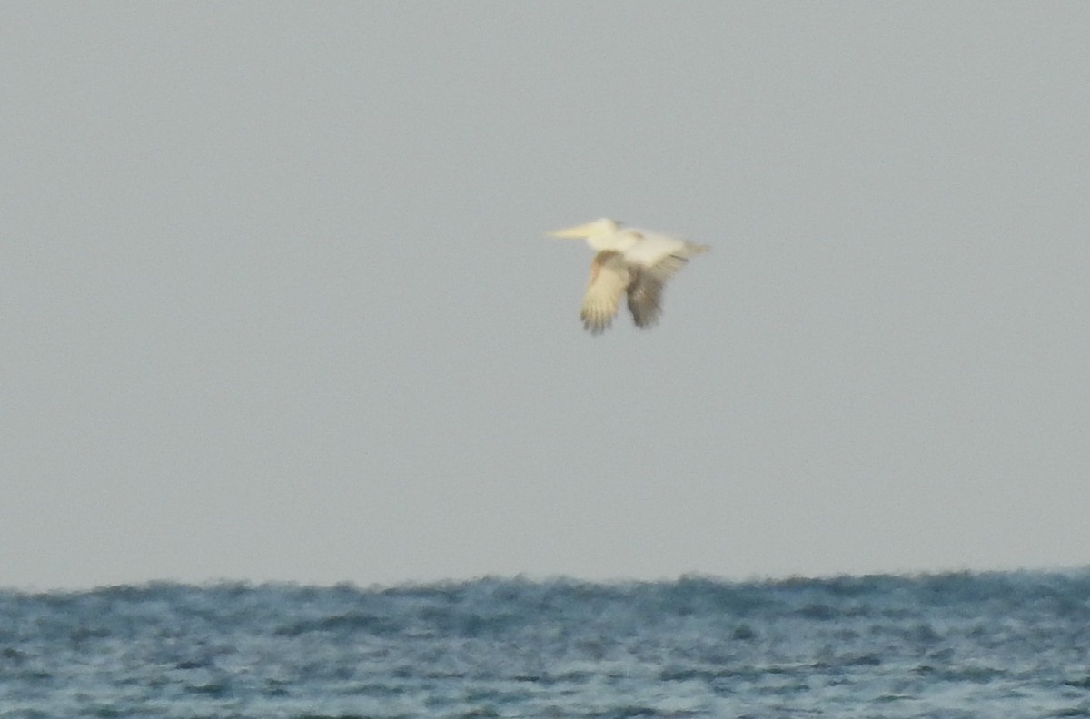 Pink-backed Pelican - ML113971251