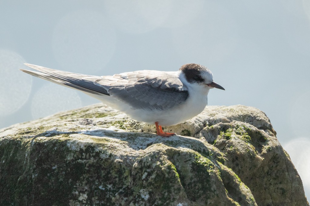 Arctic Tern - ML113972111