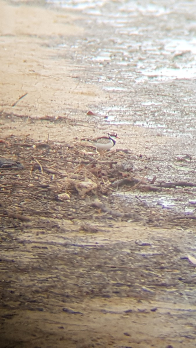 Black-fronted Dotterel - ML113973591