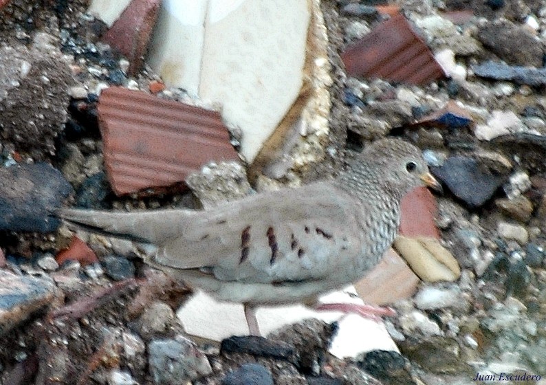 Common Ground Dove - ML113974881