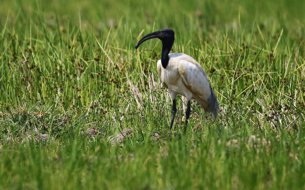 ibis černohlavý - ML113975131
