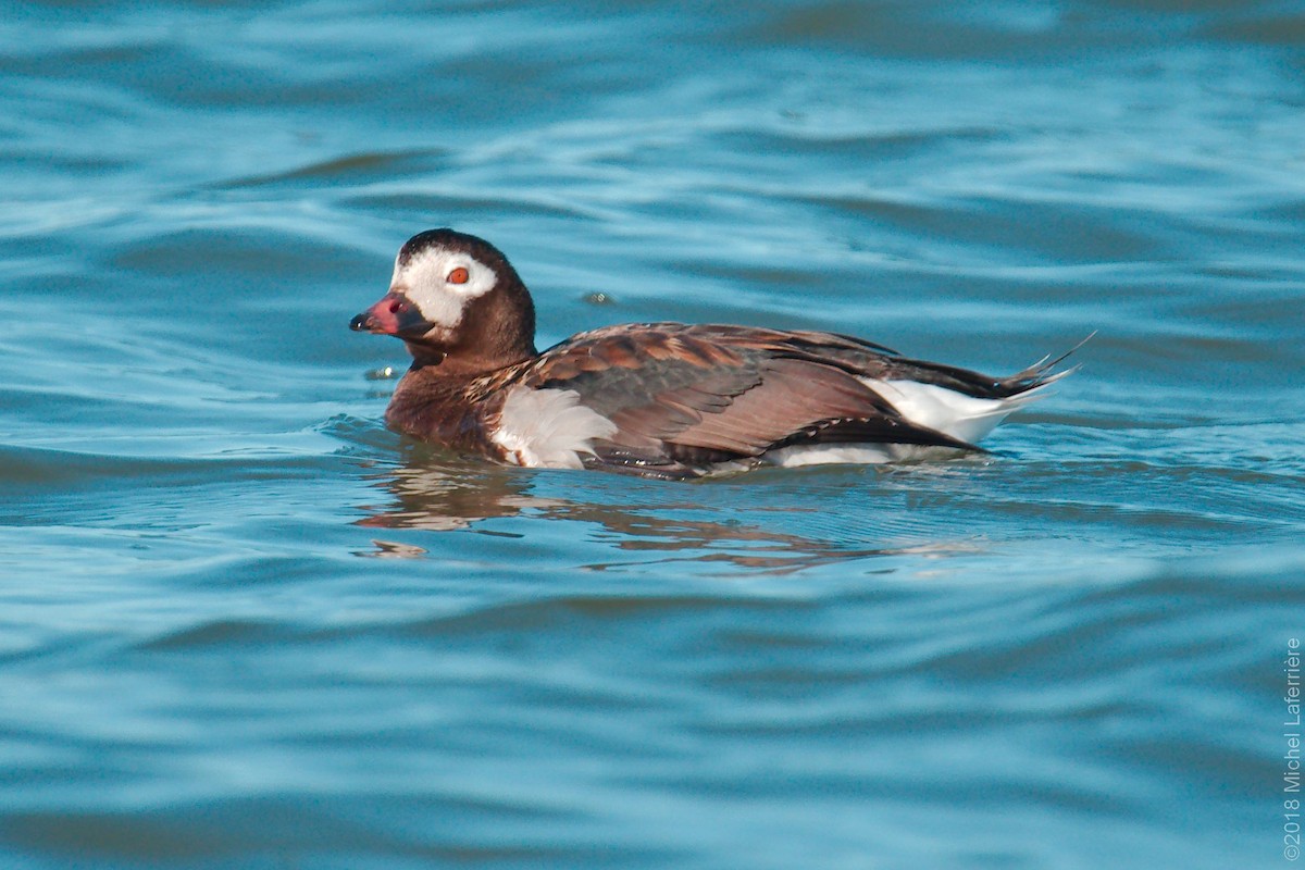 Long-tailed Duck - Michel Laferriere