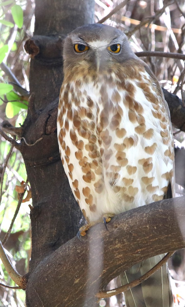 Brown Boobook - Bhaarat Vyas