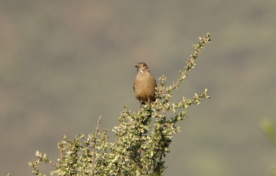 Great Shrike-Tyrant - ML113978011