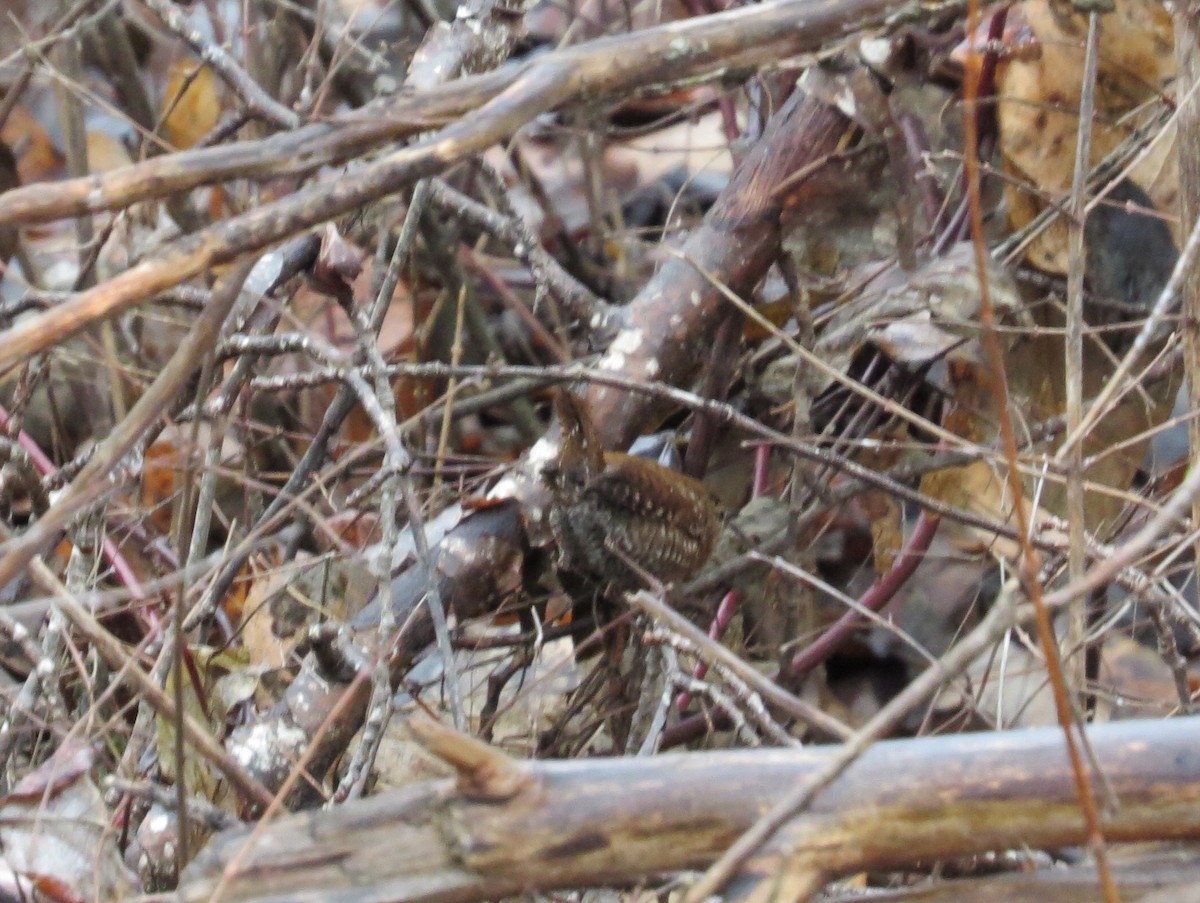 Winter Wren - ML113978391