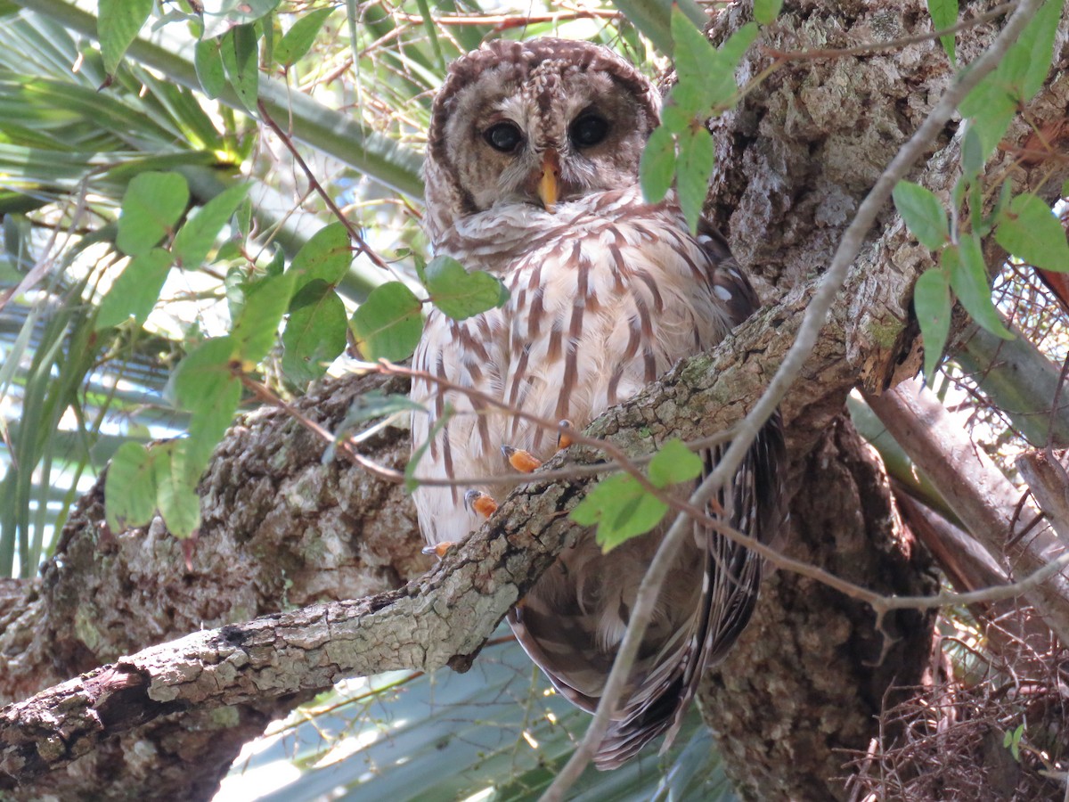 Barred Owl - ML113978481