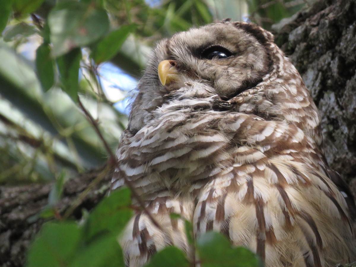 Barred Owl - ML113978561