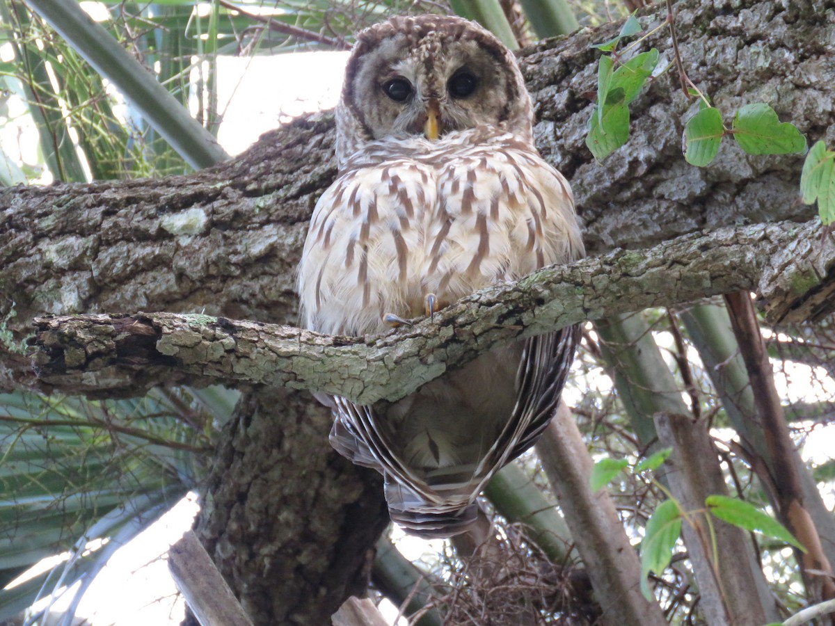 Barred Owl - ML113978571