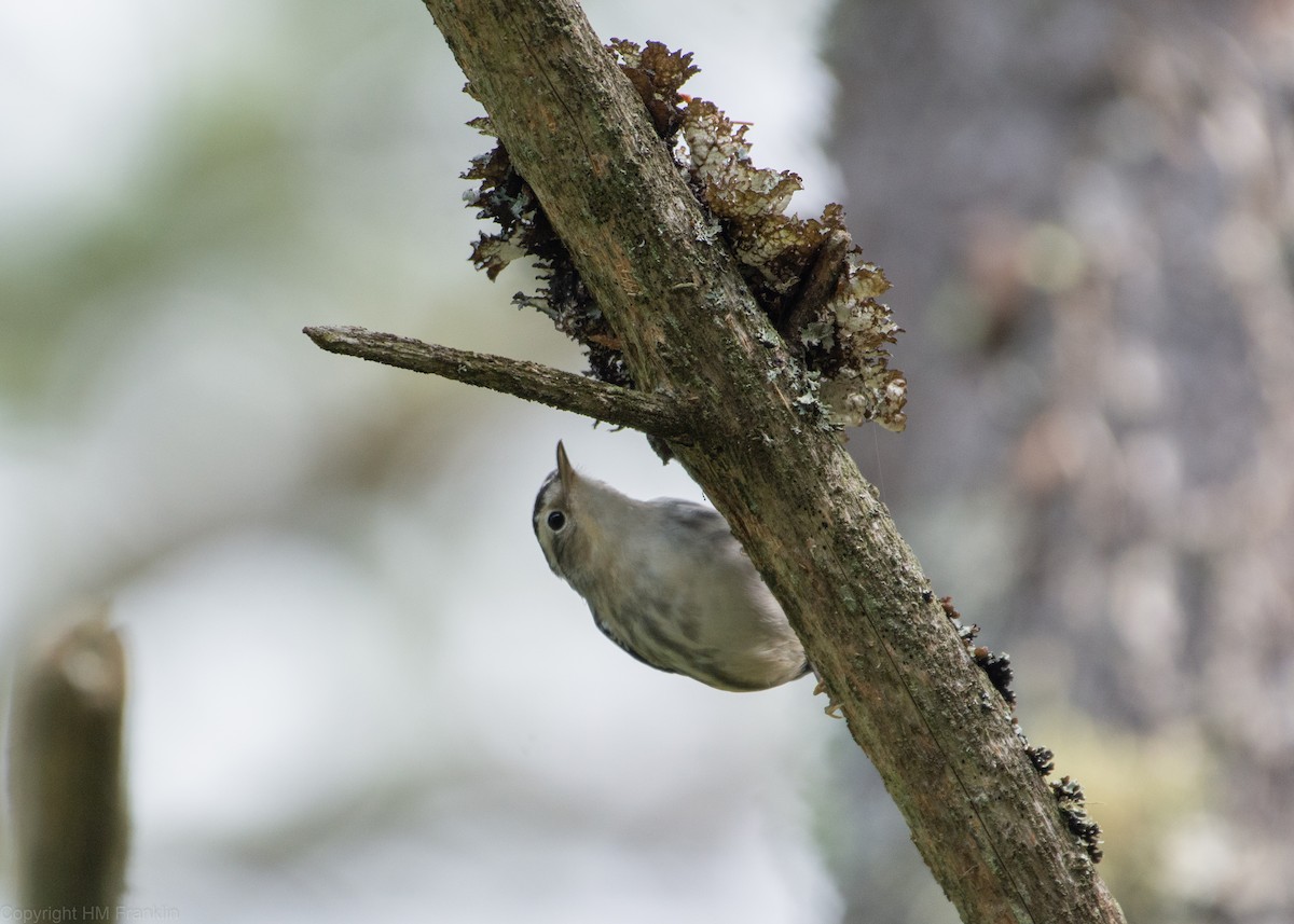 Black-and-white Warbler - ML113979461