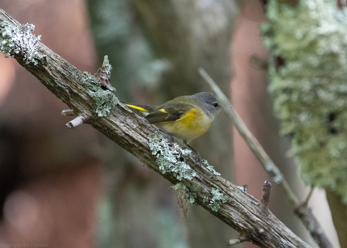 American Redstart - ML113979751