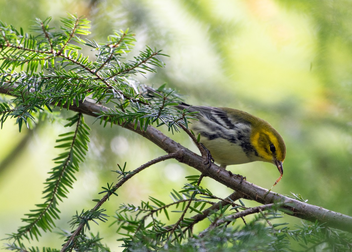 Black-throated Green Warbler - ML113979801