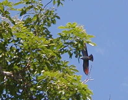 Plumbeous Kite - Jay McGowan