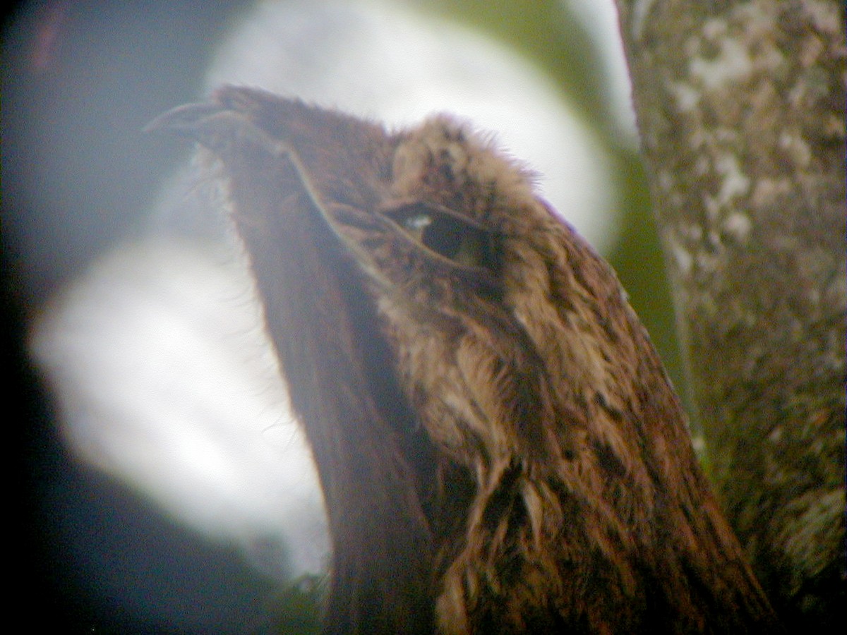 Long-tailed Potoo - ML113980401