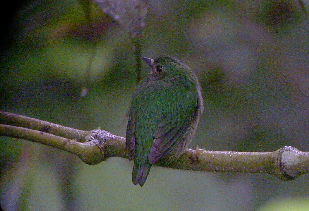 Blue-capped Manakin - ML113980421