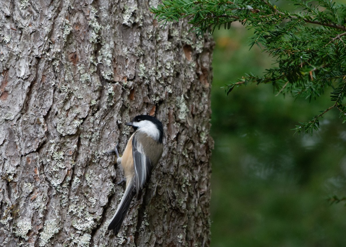 Black-capped Chickadee - ML113980641