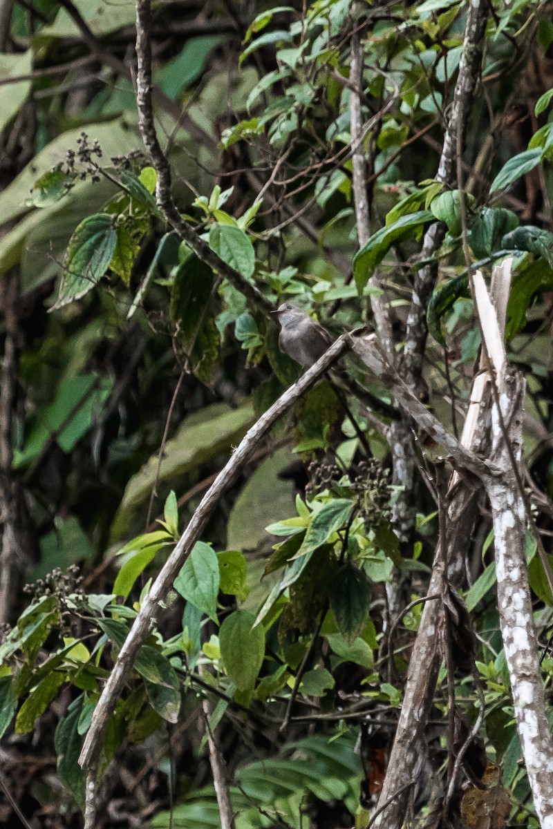 Western Wood-Pewee - ML113980661