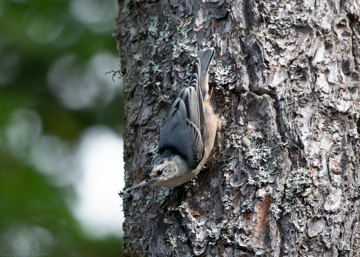 White-breasted Nuthatch - ML113981021