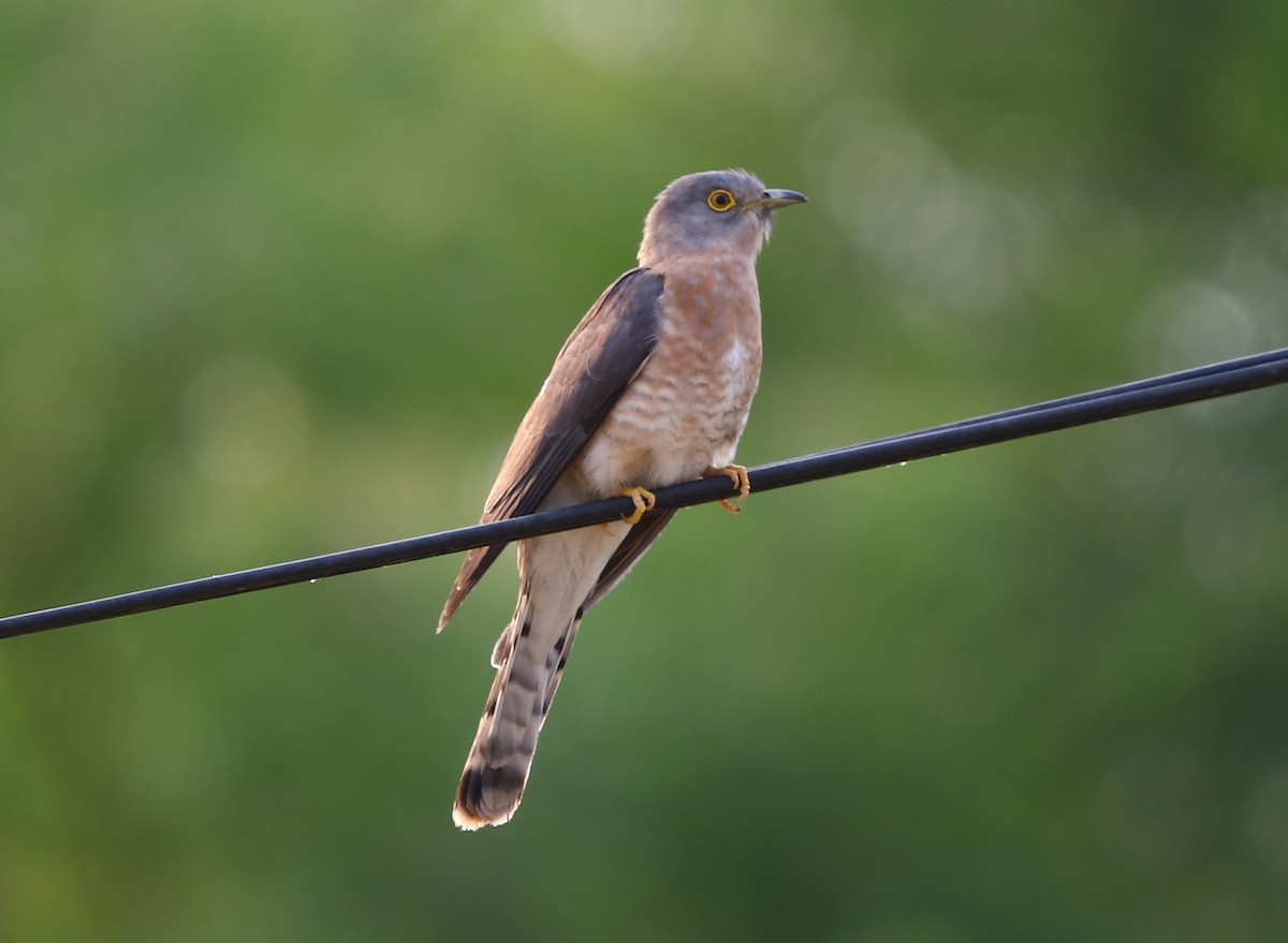 Common Hawk-Cuckoo - ML113981981