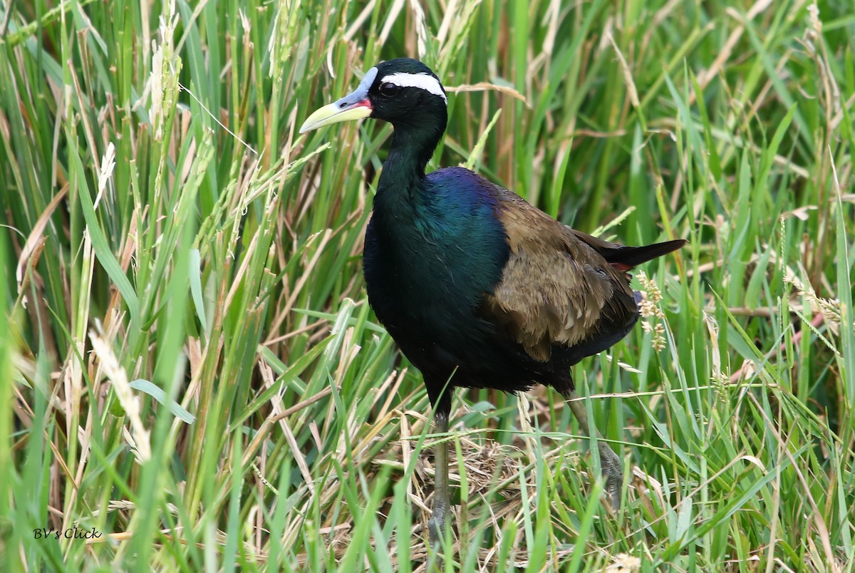 Bronze-winged Jacana - ML113982571