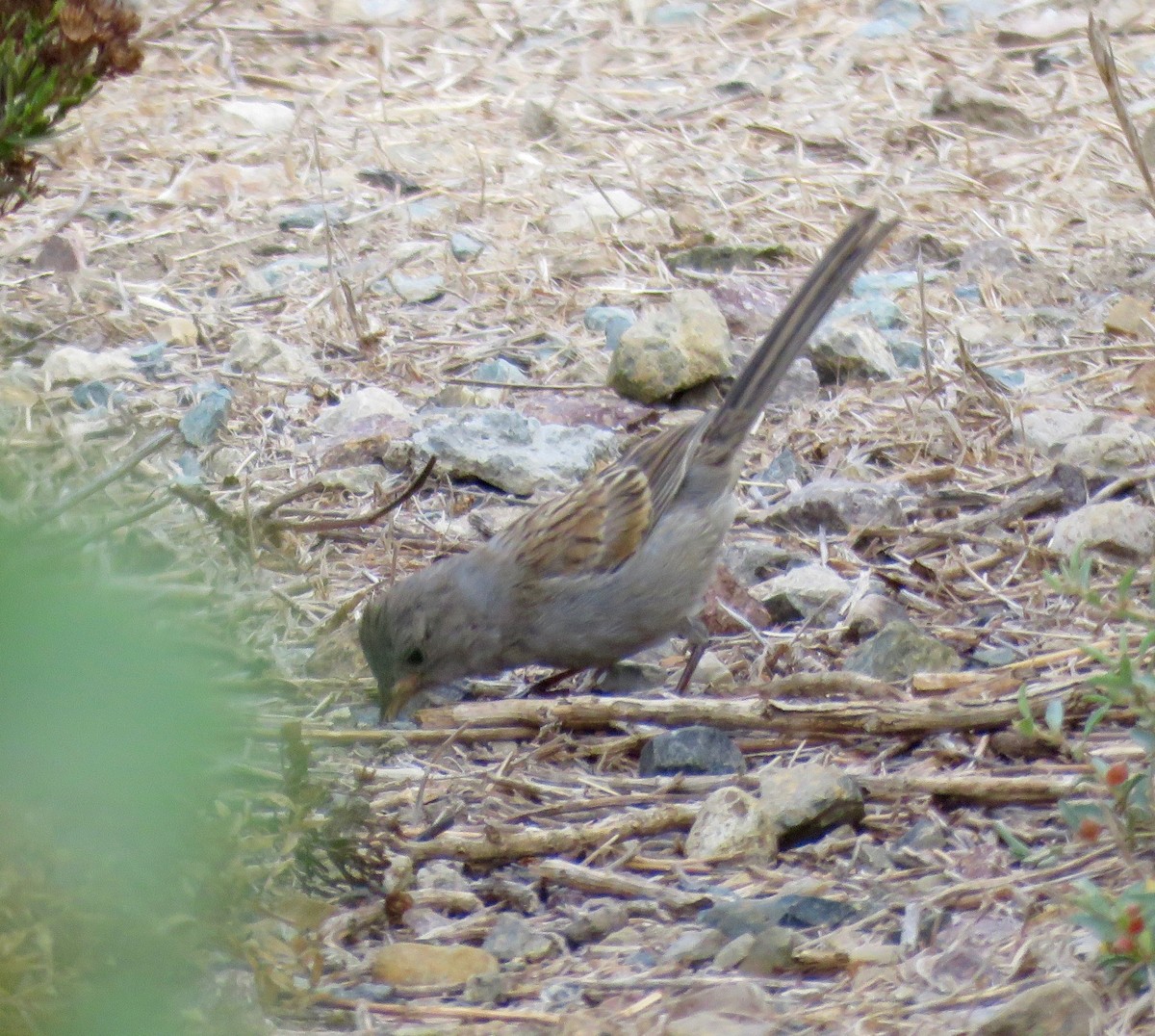 Black-chinned Sparrow - ML113983121