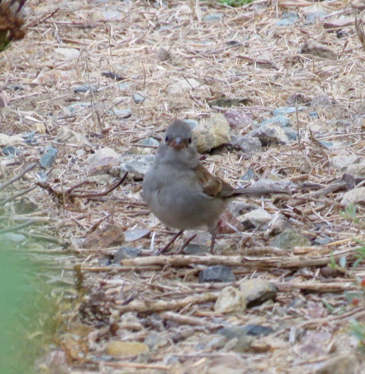 Black-chinned Sparrow - ML113983131