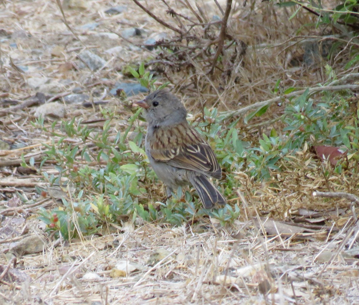 Bruant à menton noir - ML113983141