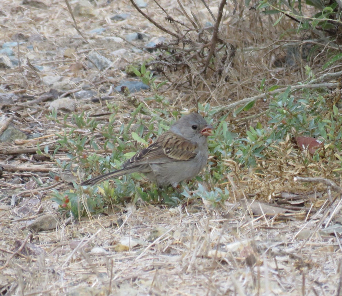 Black-chinned Sparrow - ML113983151