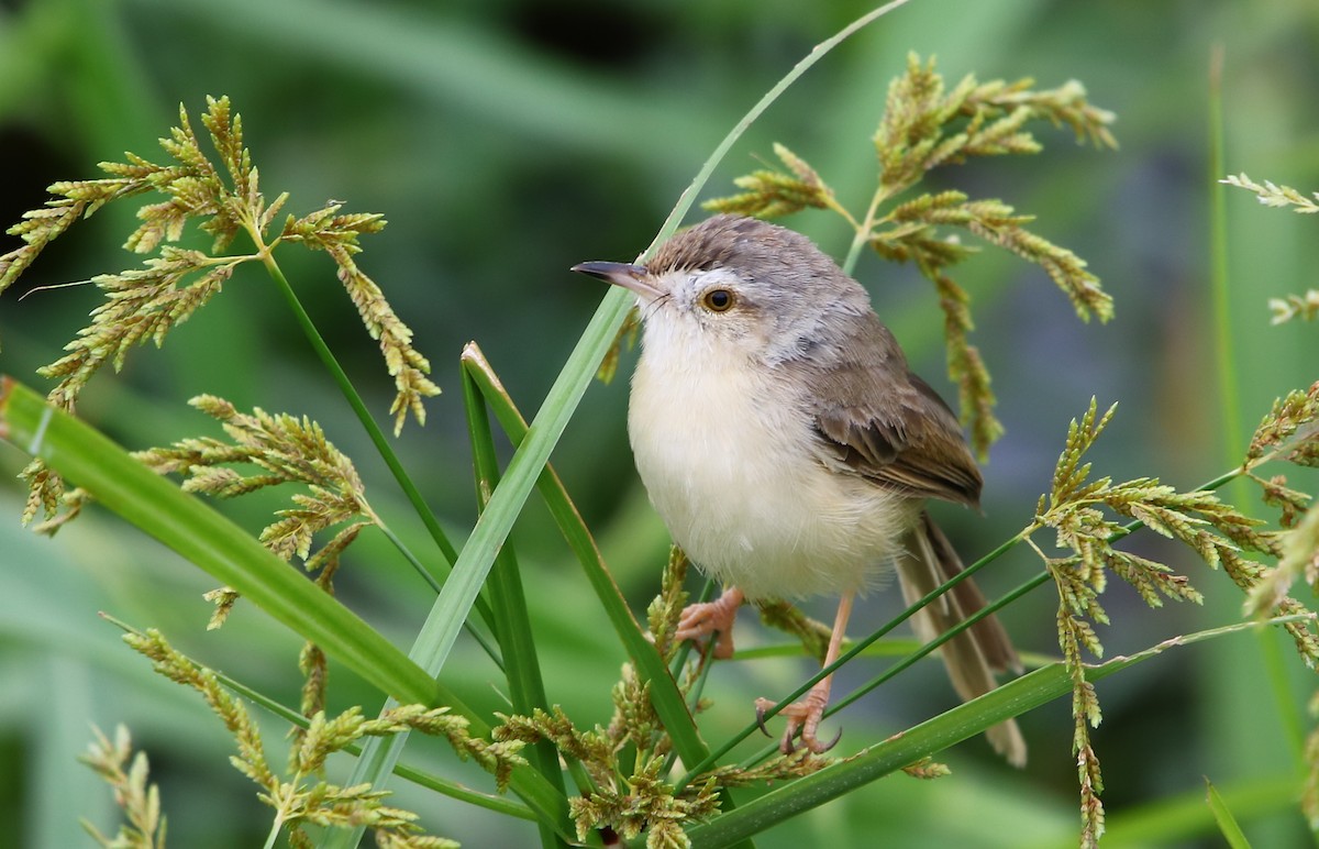 Plain Prinia - ML113983161