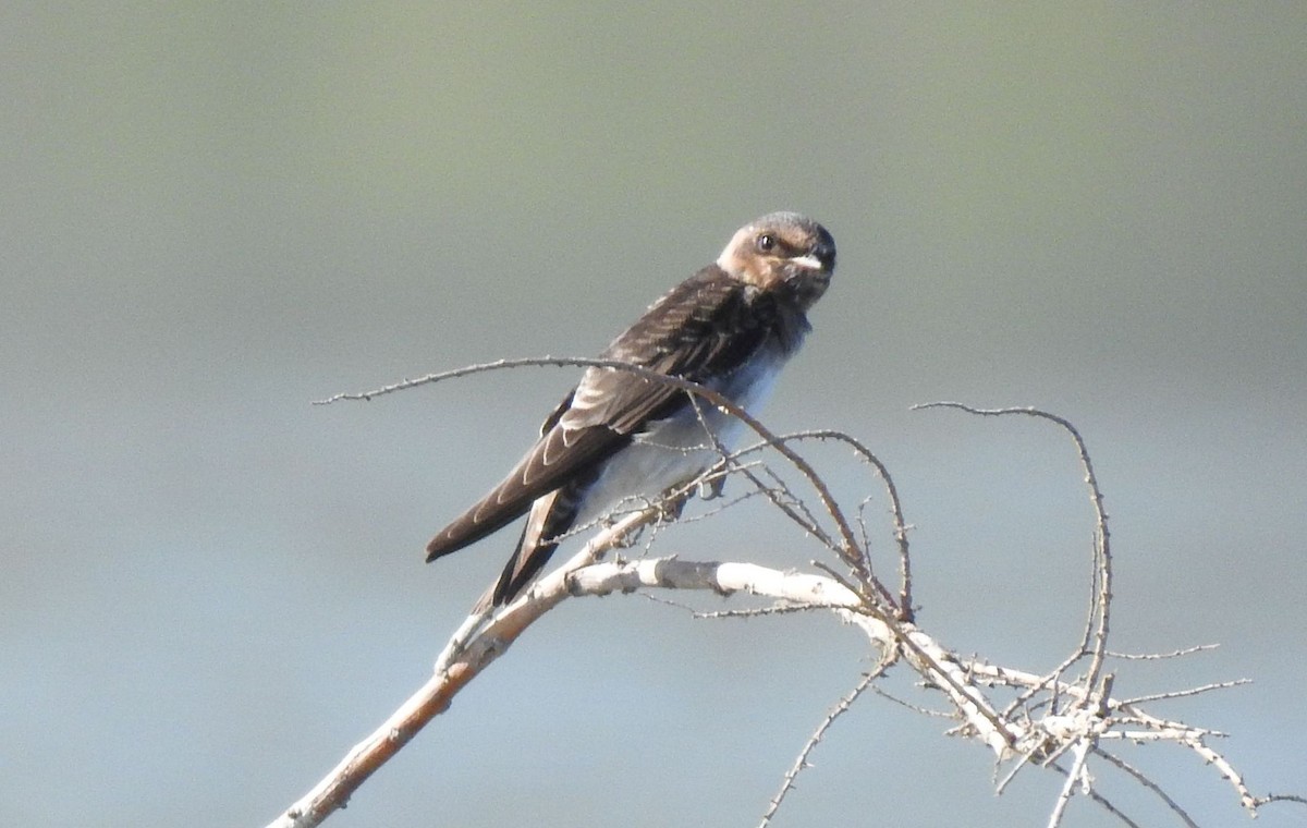 Northern Rough-winged Swallow - ML113983761