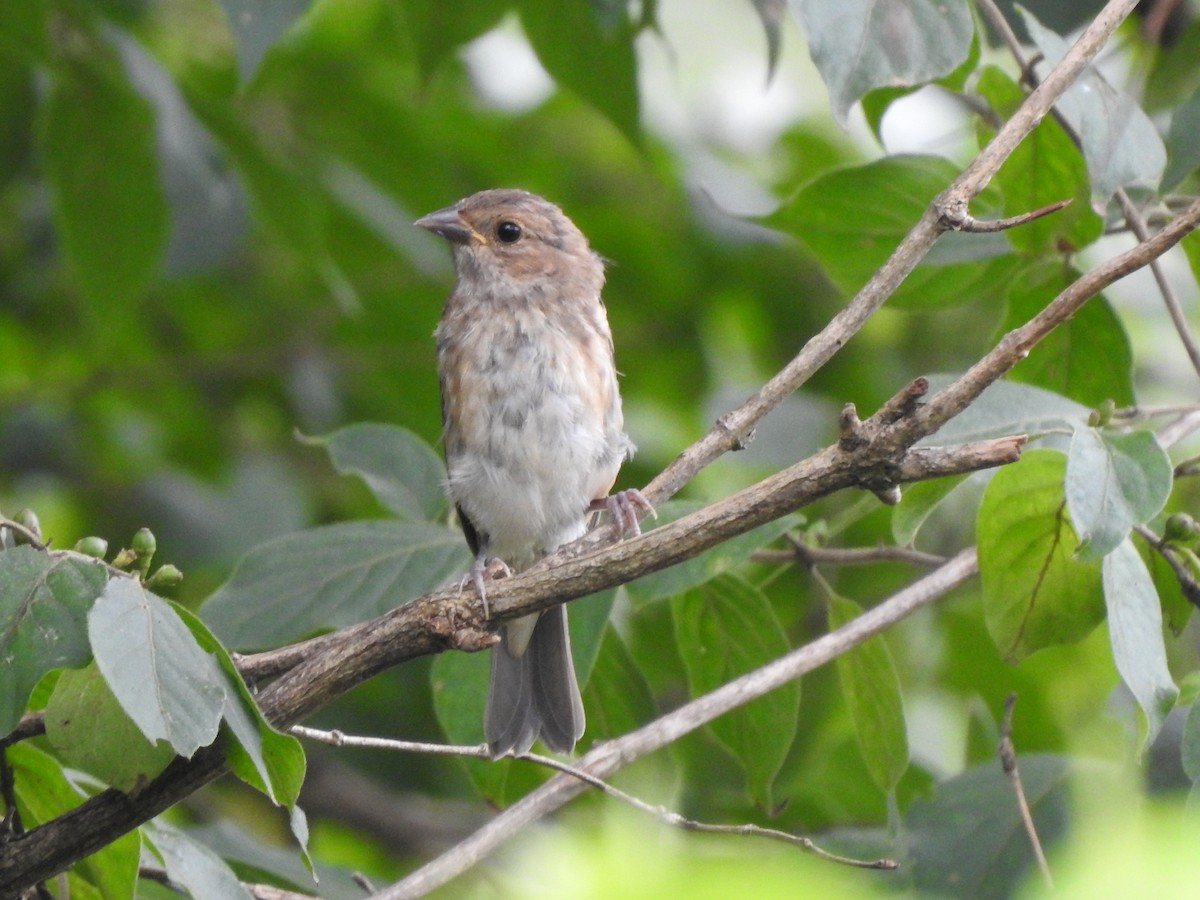 Indigo Bunting - ML113984181