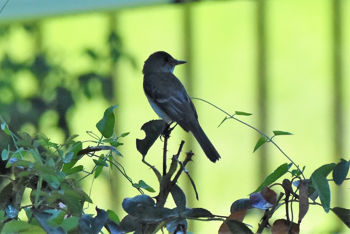 Willow Flycatcher - ML113984861