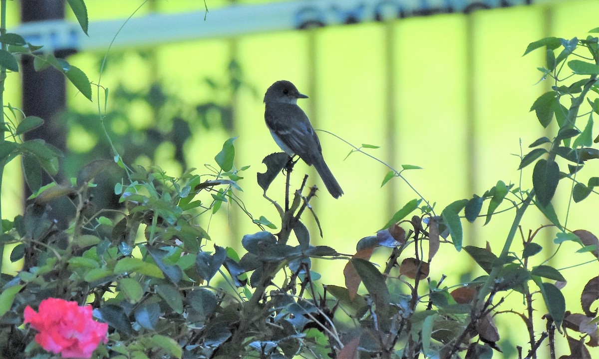 Willow Flycatcher - Chris Rohrer