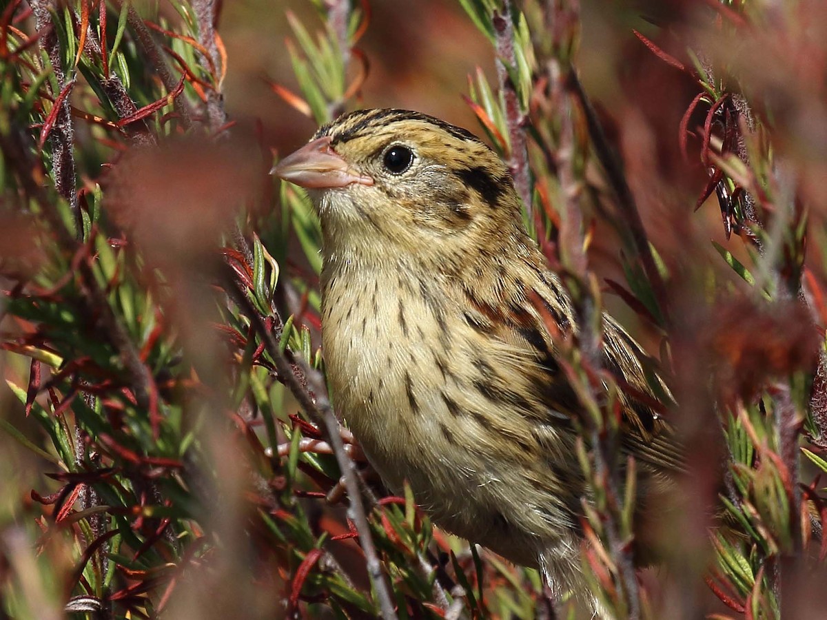 LeConte's Sparrow - ML113987191