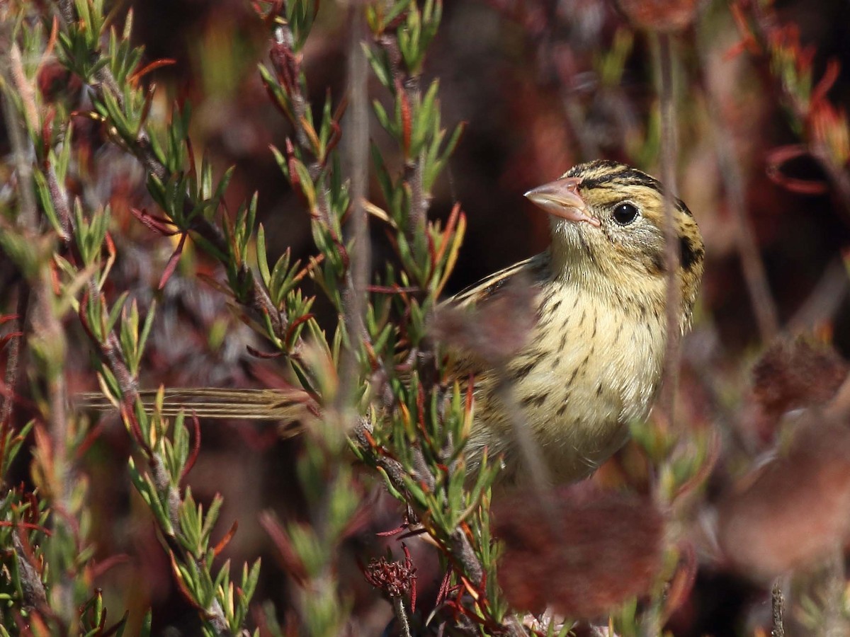 LeConte's Sparrow - ML113987211