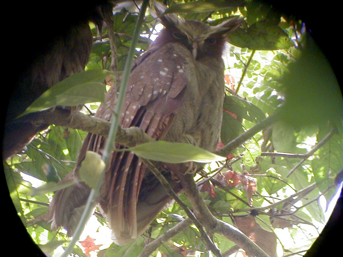 Crested Owl - Jay McGowan