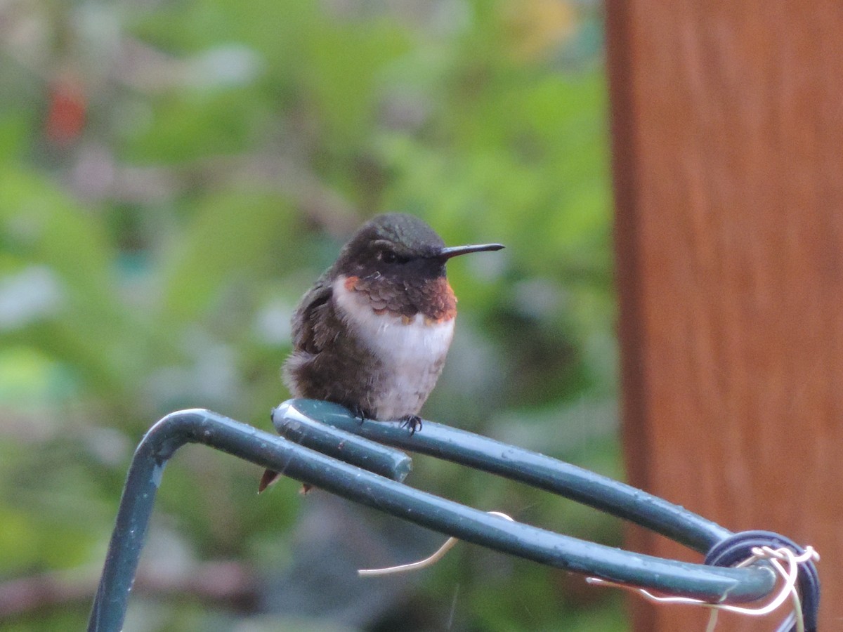 Colibrí Gorjirrubí - ML113988191