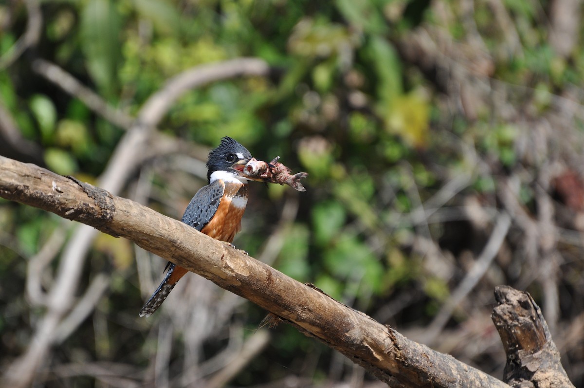 Ringed Kingfisher - Peter Kennedy