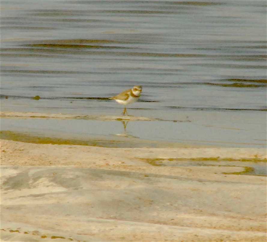 Semipalmated Plover - ML113991981