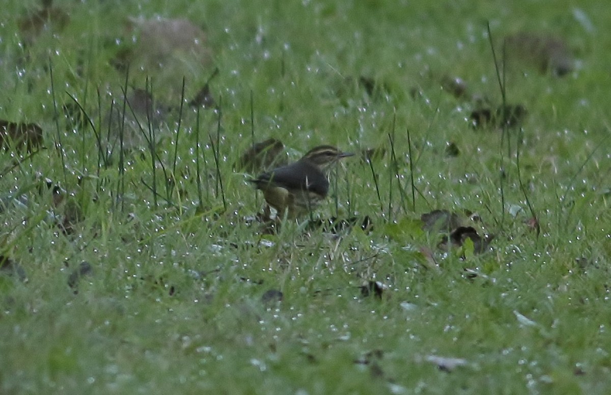 Northern Waterthrush - Phillip Odum