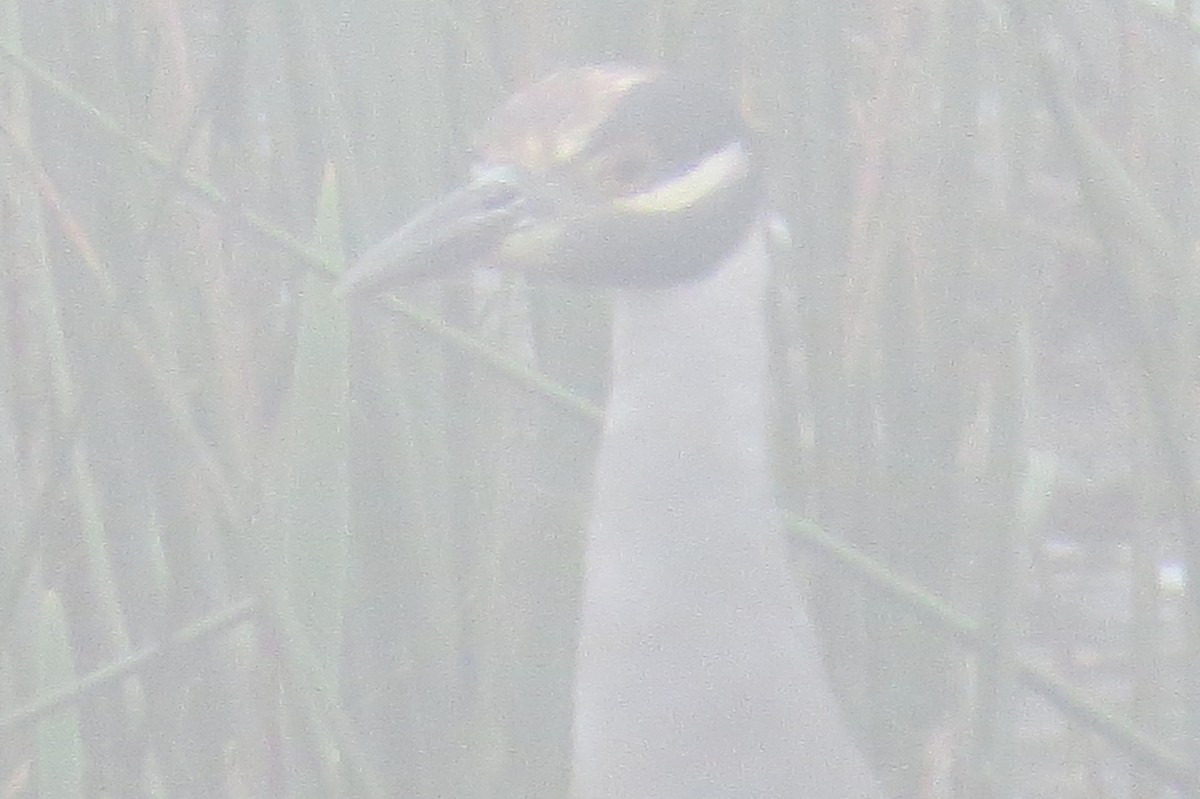 Yellow-crowned Night Heron - ML113992981