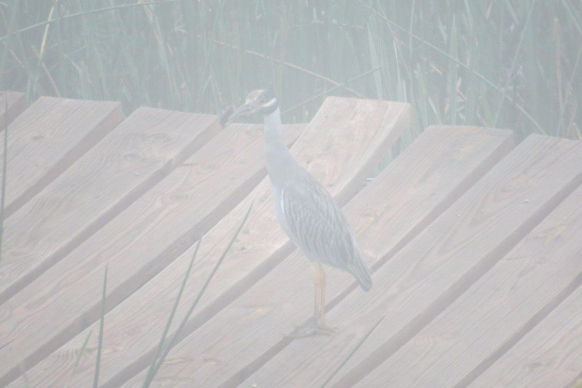 Yellow-crowned Night Heron - Dean Shoup