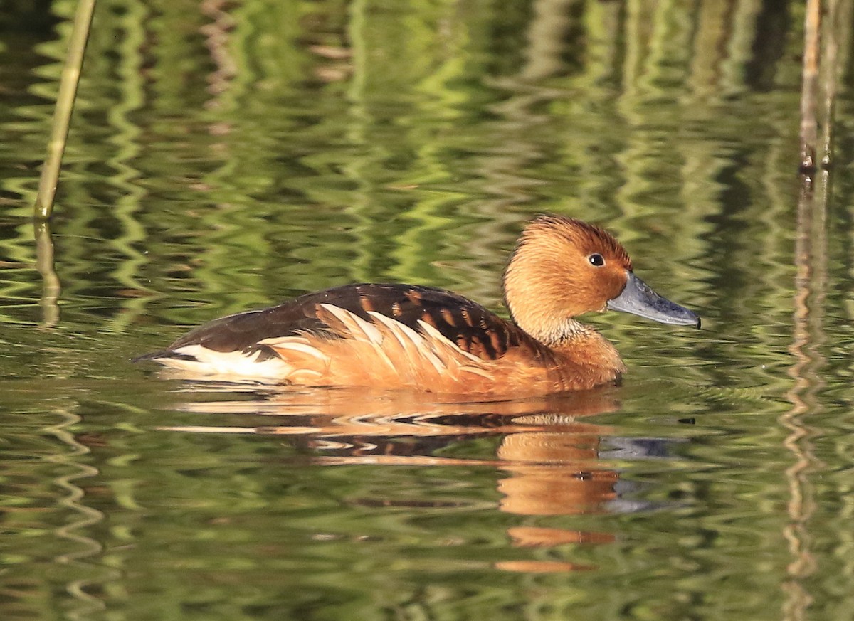 Fulvous Whistling-Duck - Trish Gussler