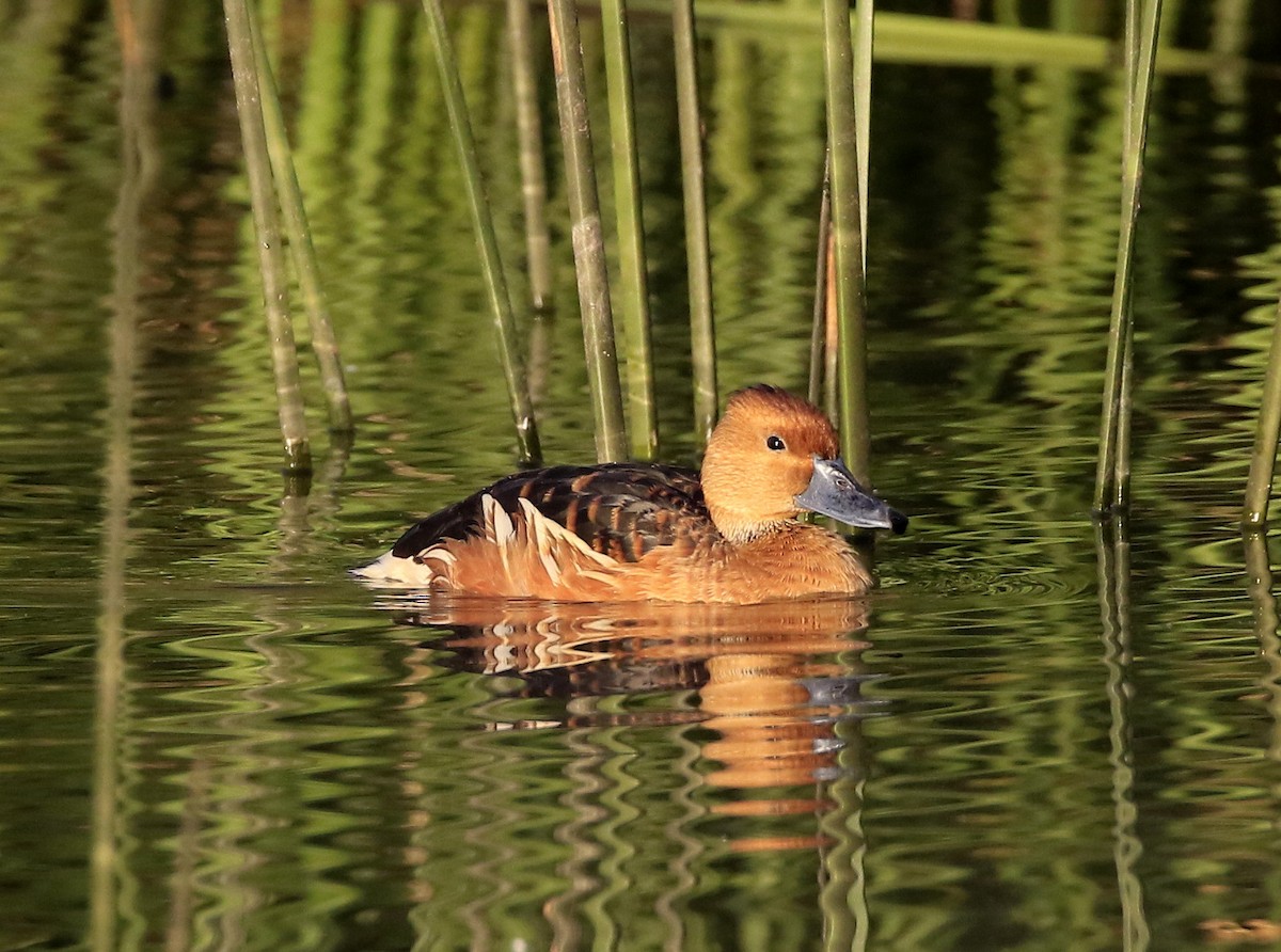 Dendrocygne fauve - ML113993351